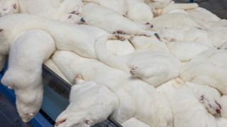 Върховният административен съд ВАС спря изпълнението на заповедта за развъждане