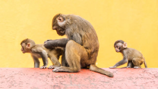 Човешки клетки в маймунски ембриони предизвикват етичен дебат