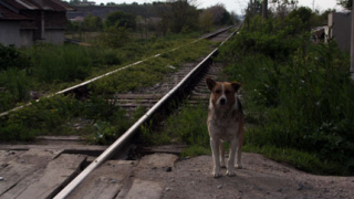 9000 бездомни кучета се разхождат из София