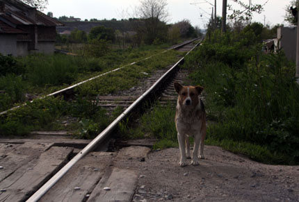 4800 бездомни кучета заловени за година в София