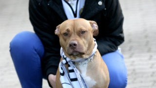 Телевизионният взлом