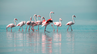 Иззеха 17 живи и препарирани защитени животински видове от частни