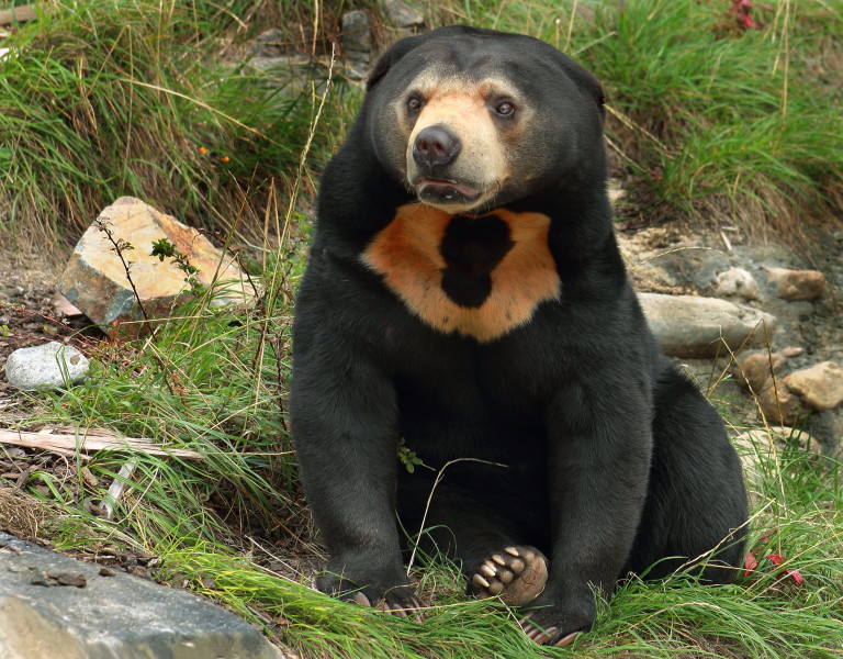  Малайска мечка 