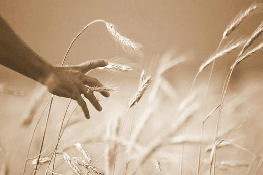 Влошиха прогнозата за реколтата от пшеница в света