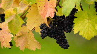 Световното производство на вино се очаква да падне до най ниското