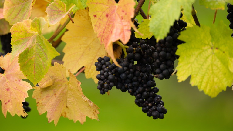 Световното производство на вино се очаква да падне до най-ниското