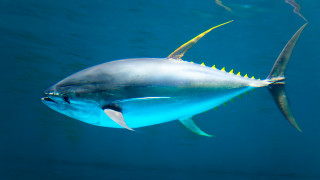 Плуване безкрай - защо рибата тон никога не спира да се движи