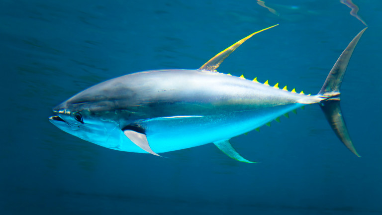 Плуване безкрай - защо рибата тон никога не спира да се движи