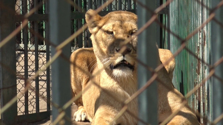 МОСВ проверява зоопарка в Хасково заради смъртта на двете лъвчета