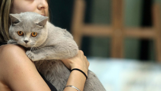 Котки от седем държави на изложба в София