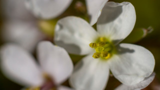 И растенията също като хората са подложени на стрес При