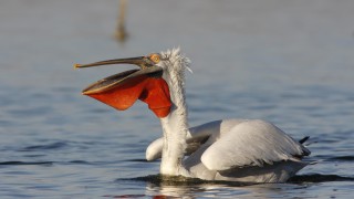 Къдроглавите пеликани вече се размножават в природен парк "Персина"