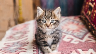 С какво да храните вашето котенце от раждането му до зряла възраст