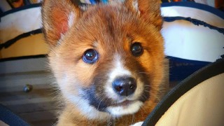 Разказвали сме за хора които прибират бебета мечки с мисълта