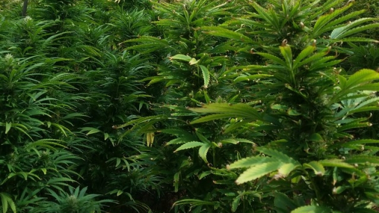 Легализираха марихуаната в Калифорния, Невада, Масачузетс, Флорида и Северна Дакота 