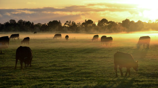 Според доклад на Световния фонд за природата WWF държавите членки на
