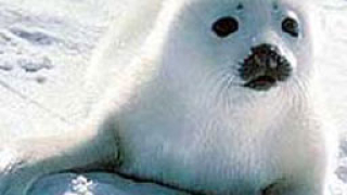 Спасено тюленче отказа да се върне в морето