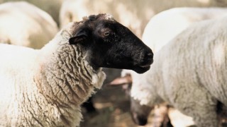 От българския офис на международната организация за защита на животните