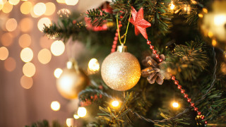 Неизвестни извършители са откраднали около 130 коледни елхи Те са