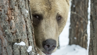 Не е обсъждано и няма основание за искане на отстрел