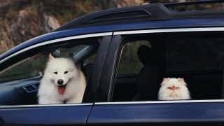 Винаги се радваме на симпатични домашни любимци които стават истински