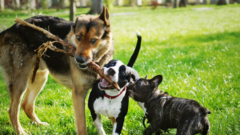 10 от най-лесните за отглеждане породи кучета 