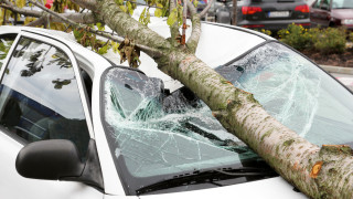 Ураганен вятър събори три дървета във Варна