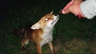 Гладна лисица в непосредствена близост до хората