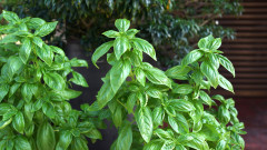Как да имаме свеж босилек в саксия през цялото лято