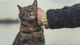 Котките, отглеждането им в домашни условия и как да бъдат щастливи