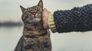 Как да сме сигурни, че котката ни е щастлива