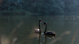  Два черни лебеда изчезнаха от благоевградския парк 