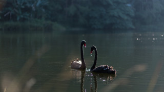 Два черни лебеда изчезнаха от благоевградския парк "Бачиново"