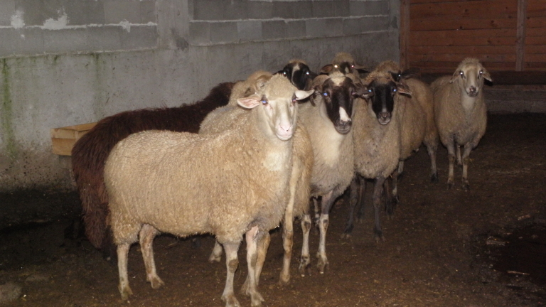 Прокуратурата разследва смъртта на пастир в село Ягнило, община Провадия.