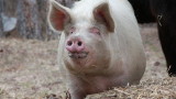 БАБХ продължава проверките за доброволно умъртвяване на свине