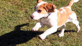 Стартира подписка срещу законопроекта за домашните животни