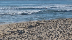Обявяват тайни търгове за 21 плажа от януари