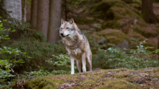 След 140 години в Холандия отново има вълци 