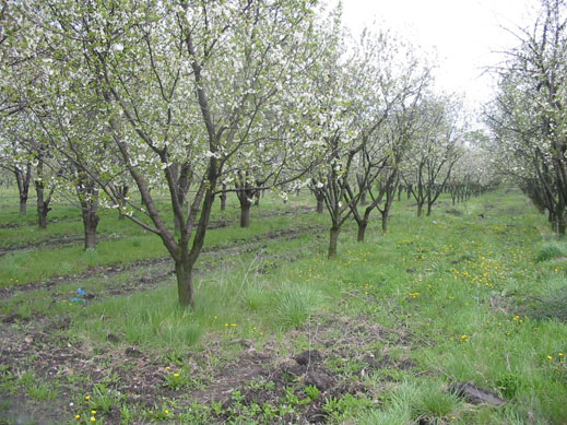 България иска от ЕК реформи в сектора на плодовете и зеленчуците 