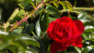 Розите са едни от най красивите цветя но се отличават не