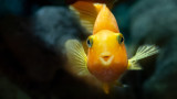  Златните рибки и за какво нямат проблем да живеят в мръсна вода 