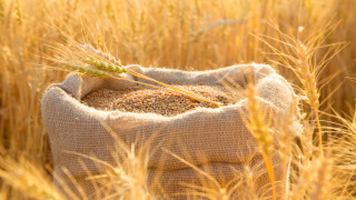 Слаб интерес към зърното на Софийската стокова борса заради цените
