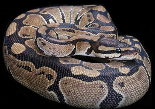 Женски лъжи