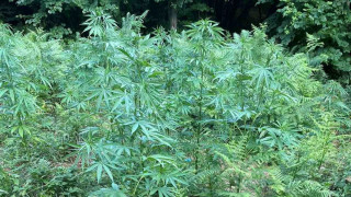 Разкриха нива с марихуана в самоковското село Шипочане информира МВР
Криминалистите
