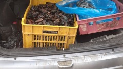 От кола без хладилно охлаждане се продава рибата във Варна 