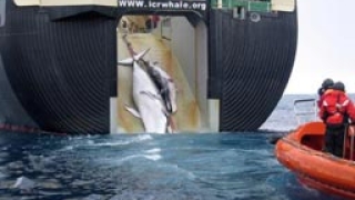 Фотографираха истинското лице на японския китолов