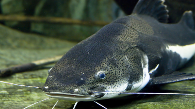 Сладководната риба по света застрашена от изчезване