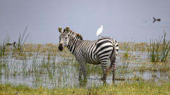 Защо яздим коне и магарета, но не и зебри