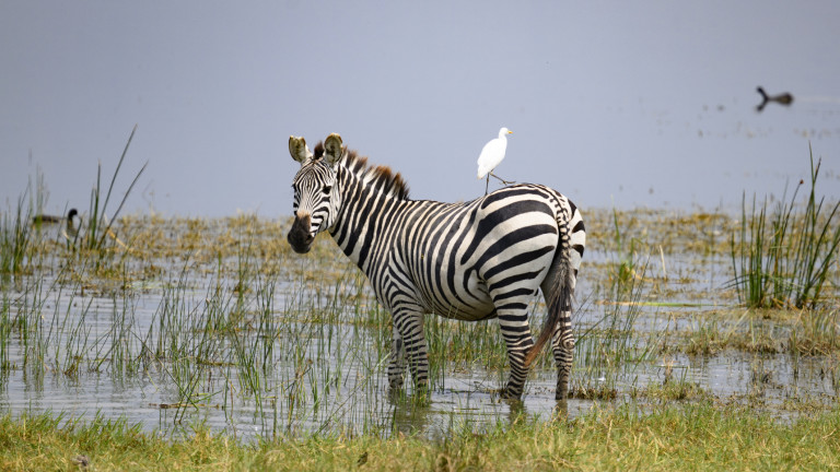 Изображение 740196