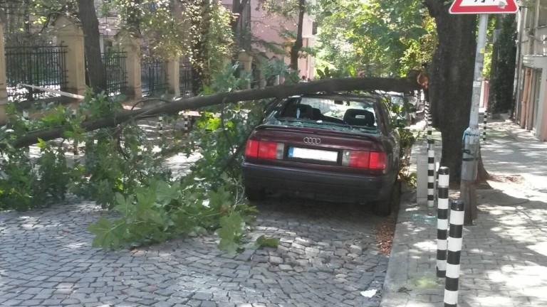 Дърво падна върху две коли в София